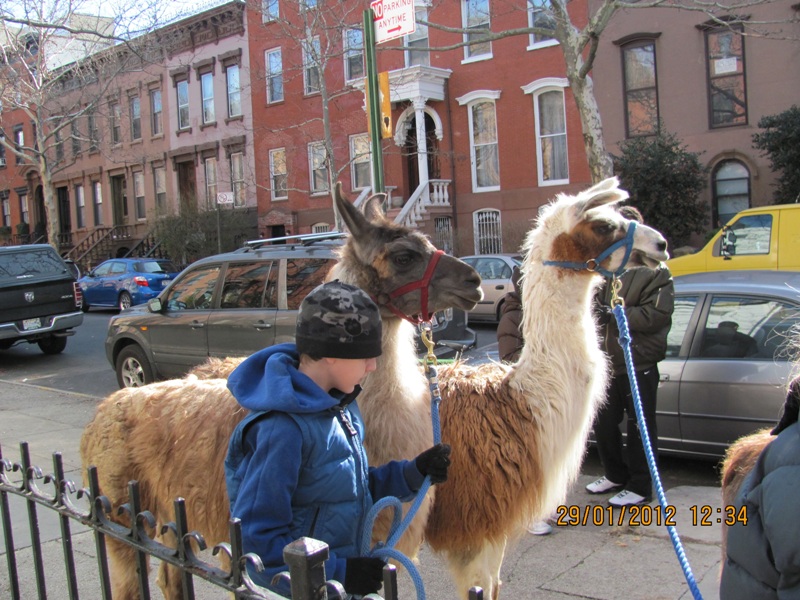 llamas-join-the-parade-23